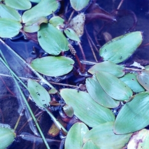 Potamogeton sulcatus at Tuggeranong DC, ACT - 1 Feb 2001