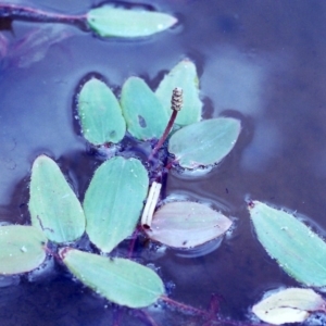 Potamogeton sulcatus at Tuggeranong DC, ACT - 1 Feb 2001