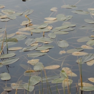 Potamogeton sulcatus (Pondweed) at Tennent, ACT - 8 Jun 2015 by michaelb