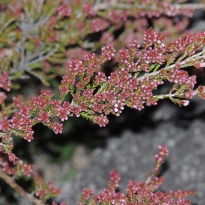 Micromyrtus ciliata (Fringed Heath-myrtle) at Tennent, ACT - 8 Jun 2015 by MichaelBedingfield