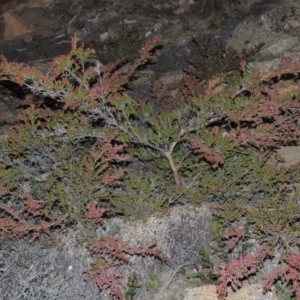 Micromyrtus ciliata at Tennent, ACT - 8 Jun 2015