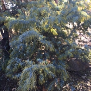 Acacia baileyana at Campbell, ACT - 25 Jun 2015