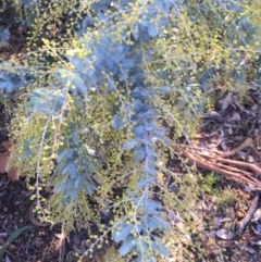 Acacia baileyana at Campbell, ACT - 25 Jun 2015