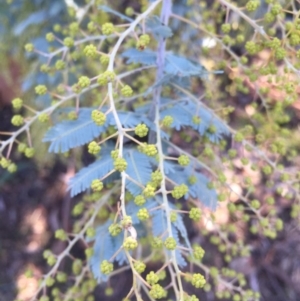 Acacia baileyana at Campbell, ACT - 25 Jun 2015