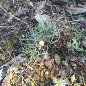 Leucochrysum albicans subsp. albicans at Campbell, ACT - 25 Jun 2015