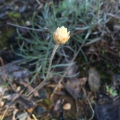 Leucochrysum albicans subsp. albicans at Campbell, ACT - 25 Jun 2015 11:59 AM