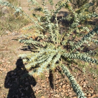 Acacia baileyana (Cootamundra Wattle, Golden Mimosa) at Campbell, ACT - 25 Jun 2015 by AaronClausen