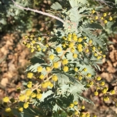 Acacia baileyana at Campbell, ACT - 25 Jun 2015