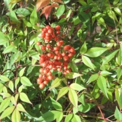 Nandina domestica (Sacred Bamboo) at Canberra, ACT - 2 May 2015 by MichaelBedingfield