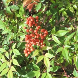 Nandina domestica at Canberra, ACT - 2 May 2015 05:17 PM