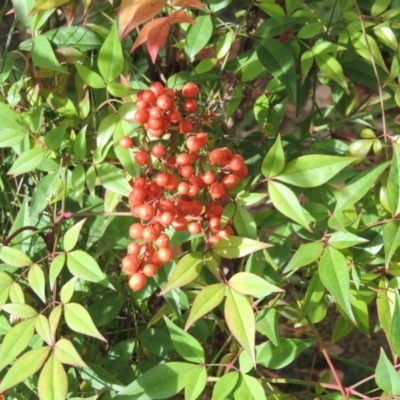 Nandina domestica (Sacred Bamboo) at Canberra, ACT - 2 May 2015 by MichaelBedingfield