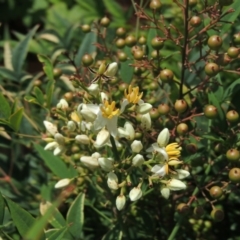 Nandina domestica (Sacred Bamboo) at Commonwealth & Kings Parks - 16 Feb 2015 by michaelb