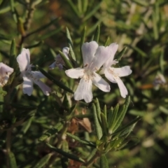 Westringia fruticosa (Native Rosemary) at Stranger Pond - 28 Mar 2015 by michaelb