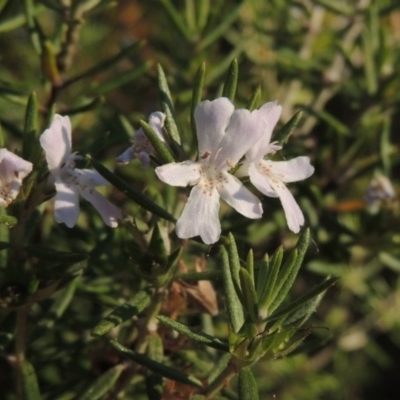 Westringia fruticosa (Native Rosemary) at Bonython, ACT - 28 Mar 2015 by MichaelBedingfield