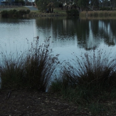 Juncus sp. (A Rush) at Bonython, ACT - 28 May 2015 by michaelb