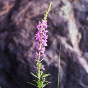 Lythrum salicaria at Paddys River, ACT - 21 Jan 2002