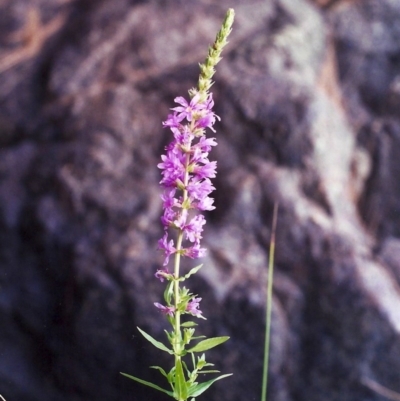 Lythrum salicaria (Purple Loosestrife) at Paddys River, ACT - 21 Jan 2002 by MichaelBedingfield