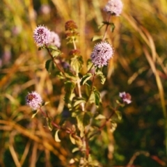 Mentha x piperita (Peppermint) at Tennent, ACT - 8 Apr 2004 by michaelb