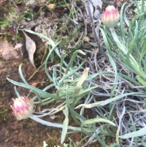 Leucochrysum albicans subsp. tricolor at Majura, ACT - 27 Jun 2015 04:25 PM