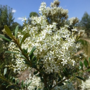 Bursaria spinosa at Molonglo Valley, ACT - 8 Jan 2015 10:13 AM