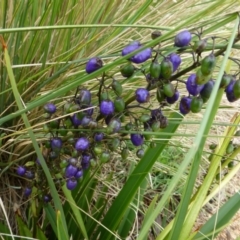 Dianella tasmanica (Tasman Flax Lily) at Molonglo Valley, ACT - 10 Dec 2014 by JanetRussell