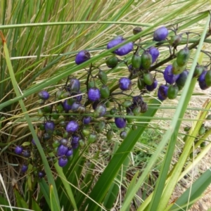 Dianella tasmanica at Molonglo Valley, ACT - 11 Dec 2014 10:23 AM