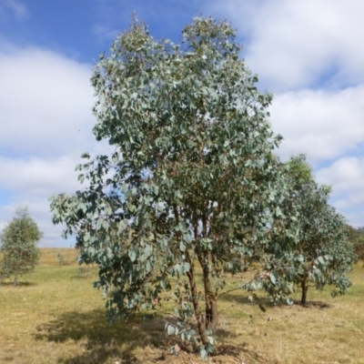 Eucalyptus albens (White Box) at Sth Tablelands Ecosystem Park - 9 Mar 2015 by JanetRussell