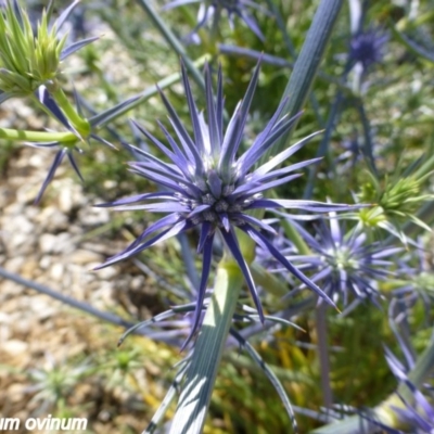 Eryngium ovinum (Blue Devil) at Molonglo Valley, ACT - 19 Nov 2014 by JanetRussell