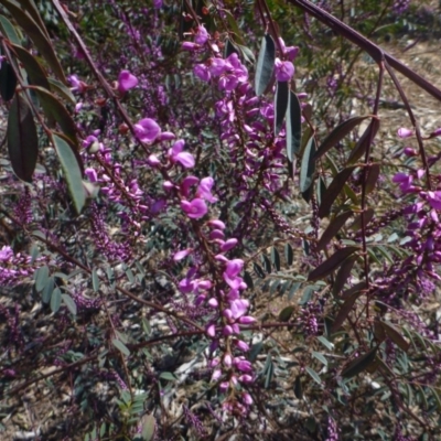 Indigofera australis subsp. australis (Australian Indigo) at Molonglo Valley, ACT - 18 Sep 2014 by JanetRussell