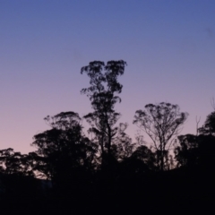 Eucalyptus viminalis (Ribbon Gum) at Tennent, ACT - 27 Jun 2015 by michaelb