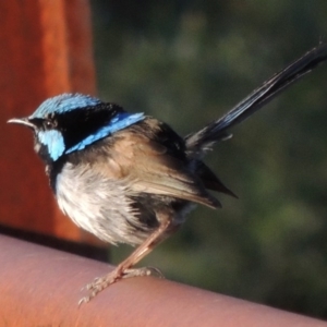 Malurus cyaneus at Paddys River, ACT - 25 Jan 2015