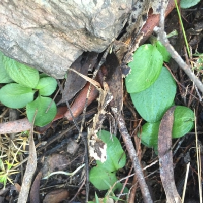 Pterostylis nutans (Nodding Greenhood) at Cotter River, ACT - 28 Jun 2015 by AaronClausen