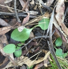 Pterostylis nutans at Cotter River, ACT - suppressed