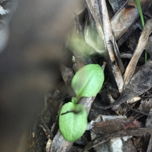 Pterostylis nutans at Cotter River, ACT - suppressed