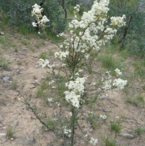 Bursaria spinosa at Tennent, ACT - 5 Dec 2007