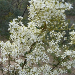 Bursaria spinosa at Tennent, ACT - 5 Dec 2007