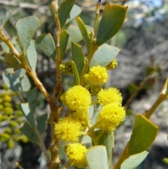 Acacia cultriformis (Knife Leaf Wattle) at ANBG - 23 Sep 2007 by LukeJ