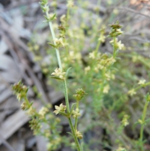 Galium gaudichaudii subsp. gaudichaudii at Paddys River, ACT - 10 Oct 2008 09:13 AM