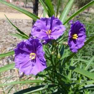 Solanum linearifolium at Molonglo Valley, ACT - 15 Jan 2015