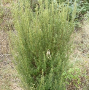 Bertya rosmarinifolia at Greenway, ACT - 1 Feb 2008