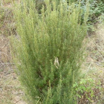 Bertya rosmarinifolia (Rosemary Bertya) at Greenway, ACT - 1 Feb 2008 by Maliyan