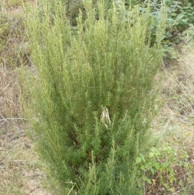 Bertya rosmarinifolia (Rosemary Bertya) at Greenway, ACT - 31 Jan 2008 by LukeJ