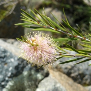 Callistemon sieberi at Tennent, ACT - 4 Dec 2007