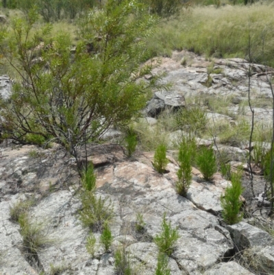 Callitris endlicheri (Black Cypress Pine) at Greenway, ACT - 6 Feb 2008 by Maliyan