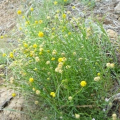 Calotis lappulacea (Yellow Burr Daisy) at Tennent, ACT - 4 Dec 2007 by LukeJ