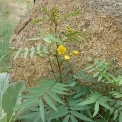 Senna aciphylla (Sprawling Cassia) at Greenway, ACT - 1 Feb 2008 by LukeJ