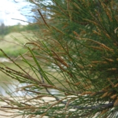 Casuarina cunninghamiana subsp. cunninghamiana (River She-Oak, River Oak) at Greenway, ACT - 1 Feb 2008 by LukeJ