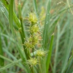 Cenchrus longispinus (Spiny Burrgrass, Spiny Burrgrass) at Greenway, ACT - 4 Feb 2008 by Maliyan