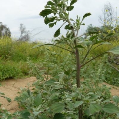 Chenopodium album (Fat Hen) at Gigerline Nature Reserve - 7 Dec 2007 by Maliyan