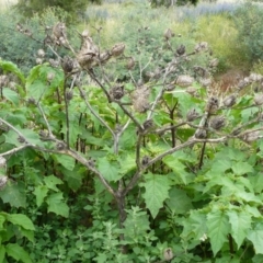 Datura stramonium (Common Thornapple) at Tharwa, ACT - 13 Dec 2007 by LukeJ